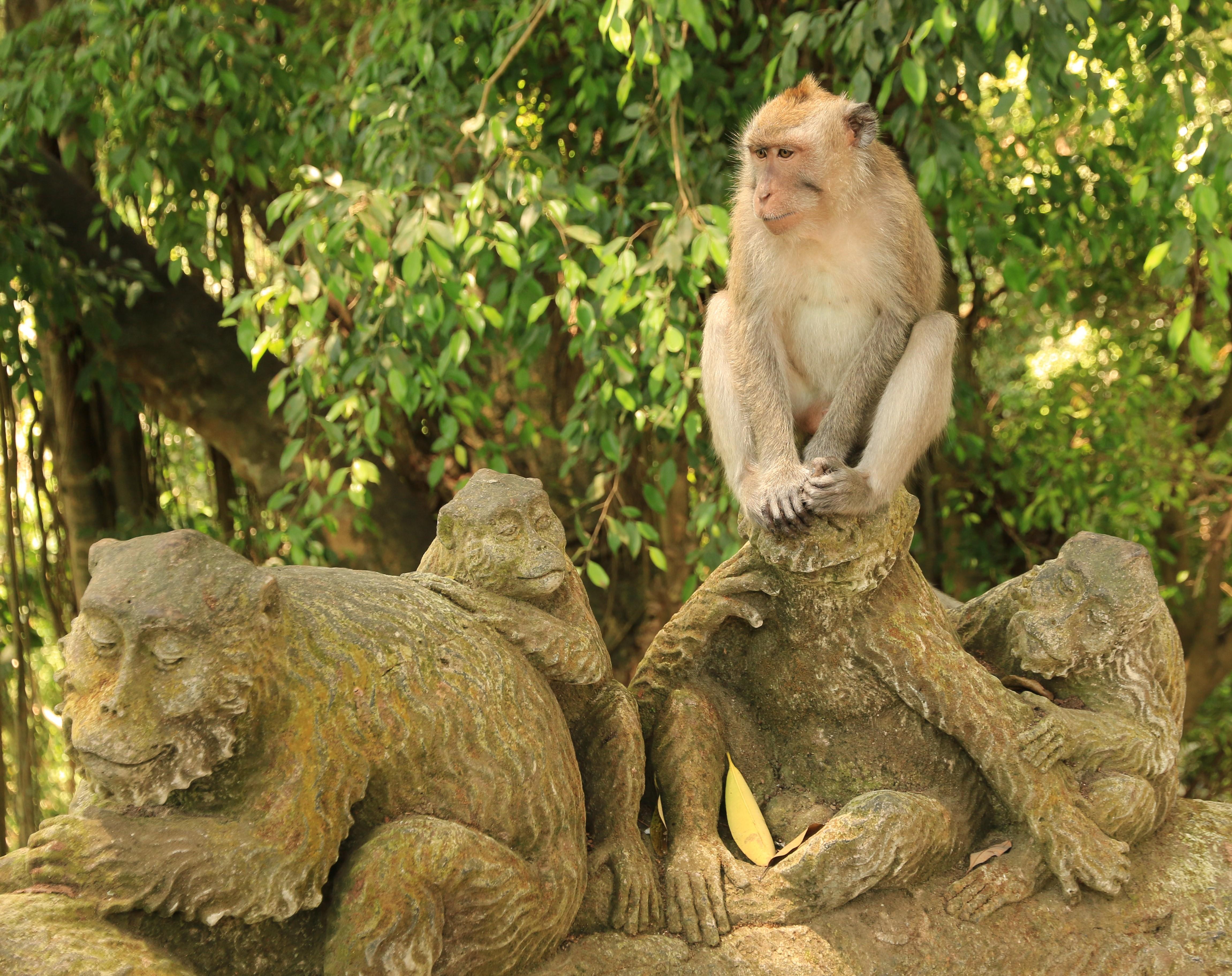 Ubud monkeys